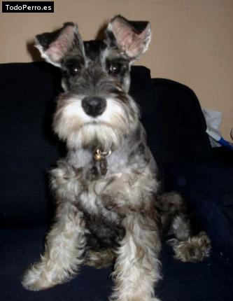 La foto del perro
