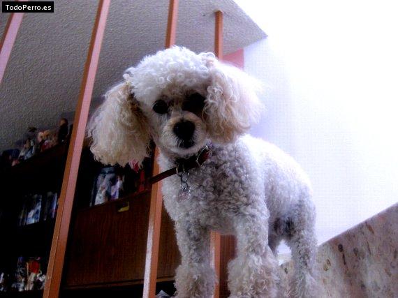 Foto del perro Whimsy