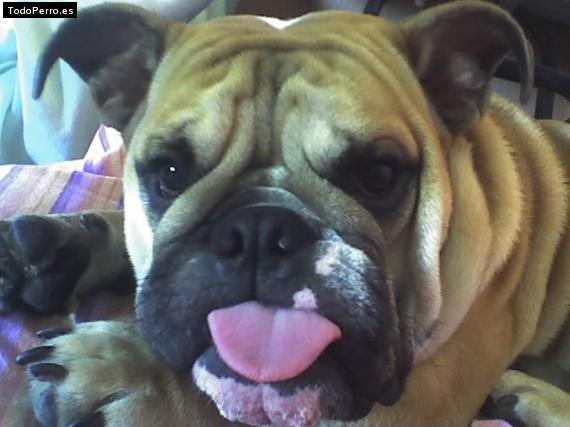 La foto del perro