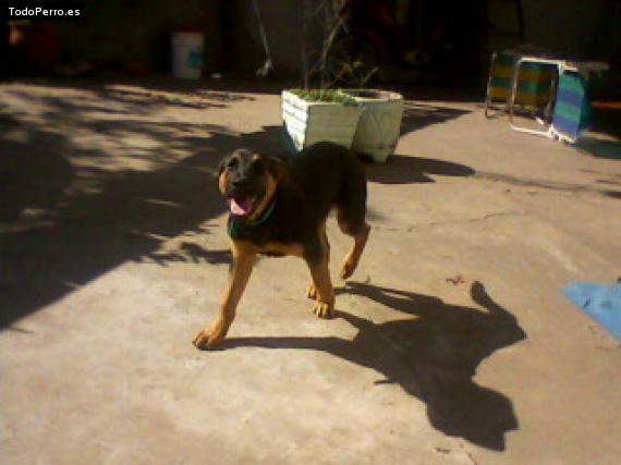 La foto del perro