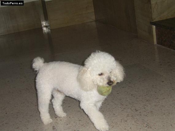 La foto del perro