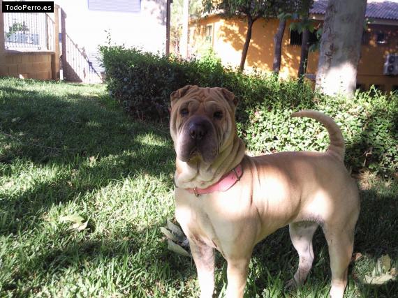 La foto del perro