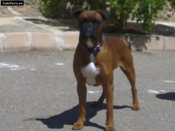 La foto del perro