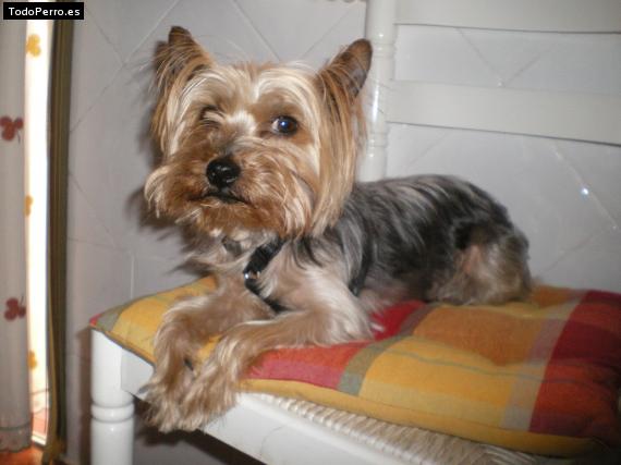 La foto del perro