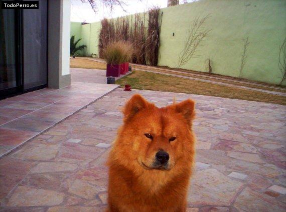 La foto del perro