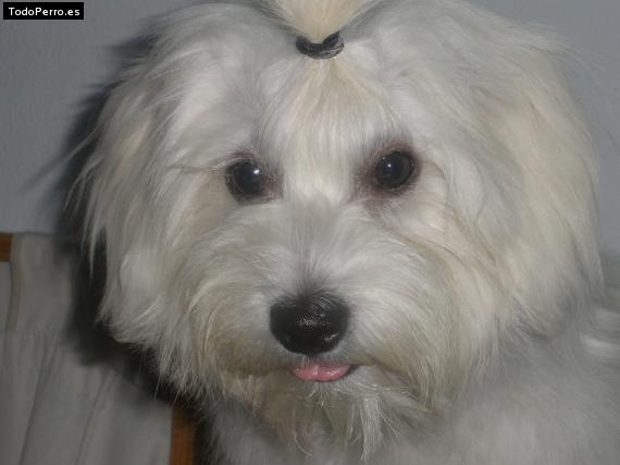 La foto del perro