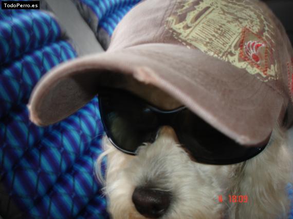 La foto del perro