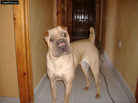 La foto del perro