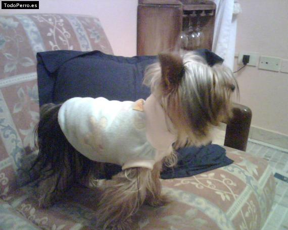 La foto del perro