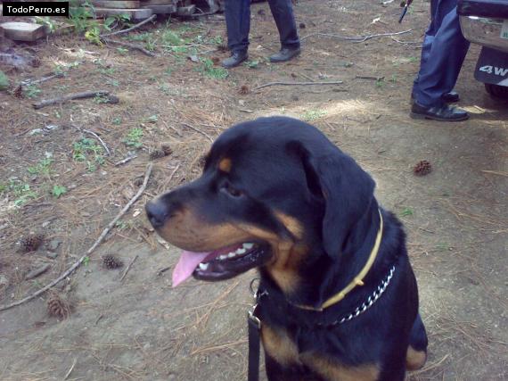 La foto del perro