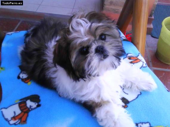 La foto del perro