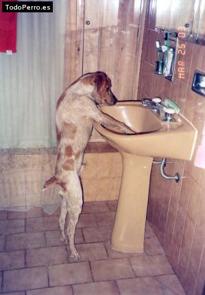 La foto del perro