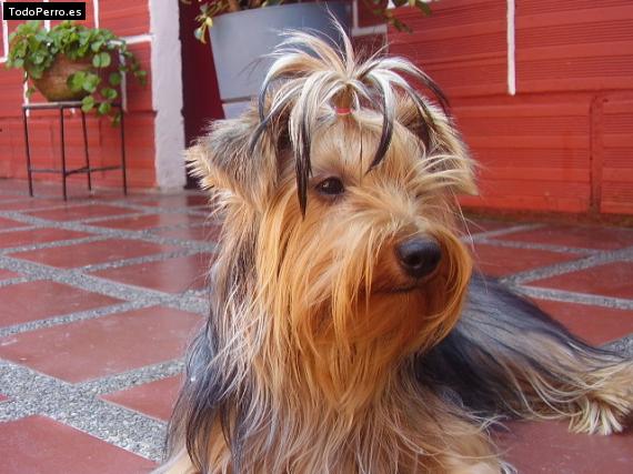 La foto del perro