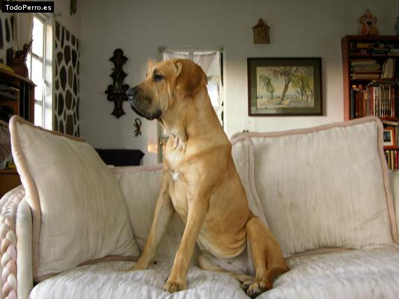 La foto del perro