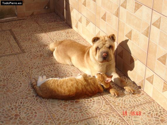 La foto del perro