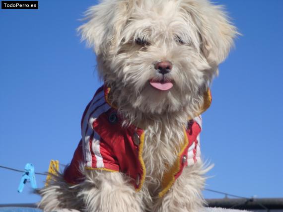 La foto del perro