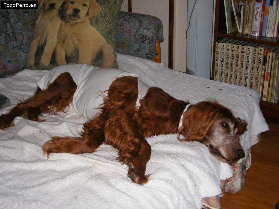 La foto del perro