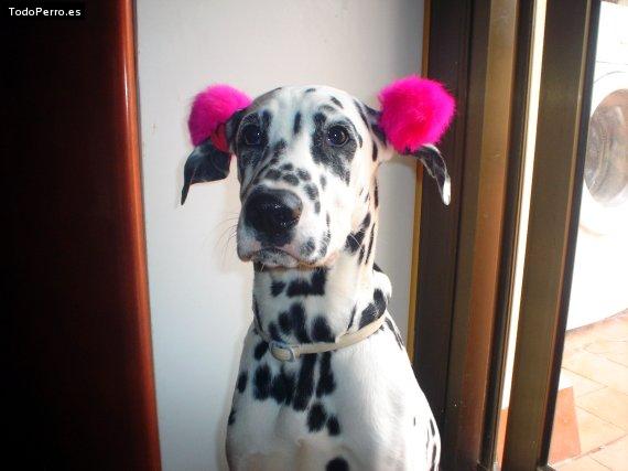 La foto del perro