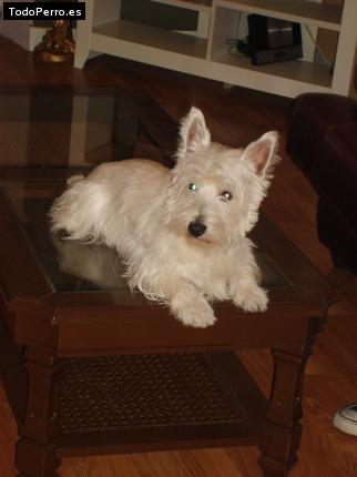 La foto del perro