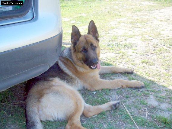 Foto del perro Turco
