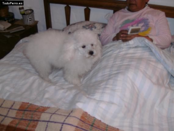 Foto del perro Isis