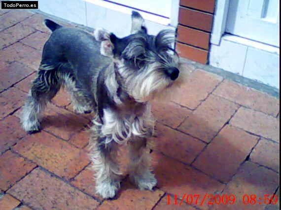 La foto del perro