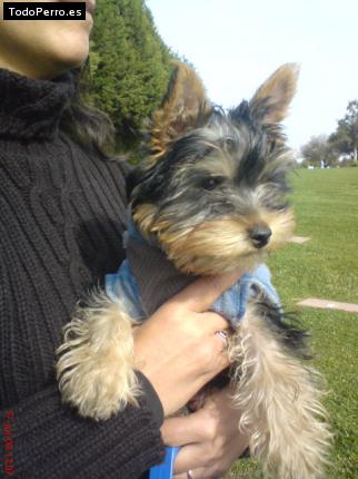 La foto del perro