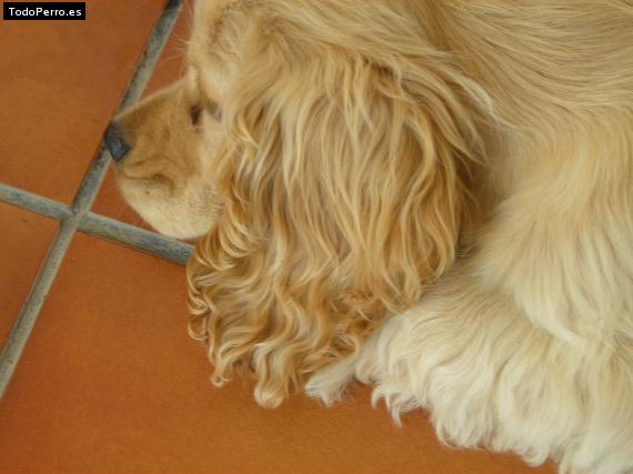 La foto del perro