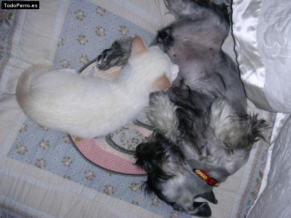 La foto del perro