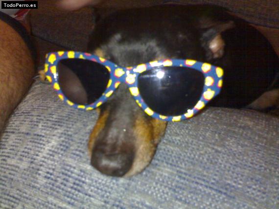 La foto del perro