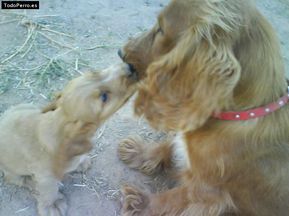 La foto del perro
