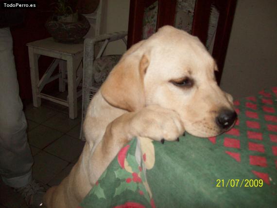 La foto del perro