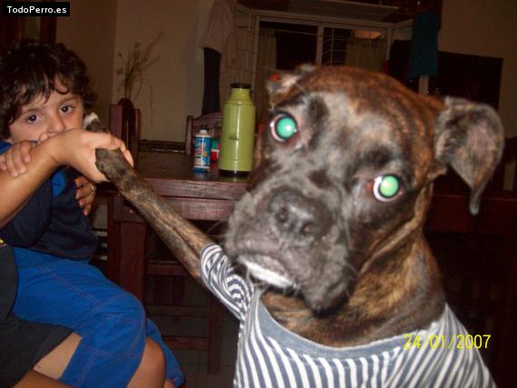 La foto del perro