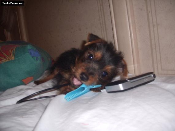 La foto del perro