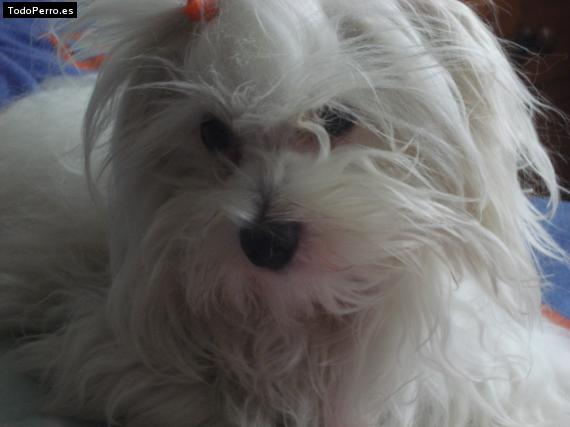 La foto del perro