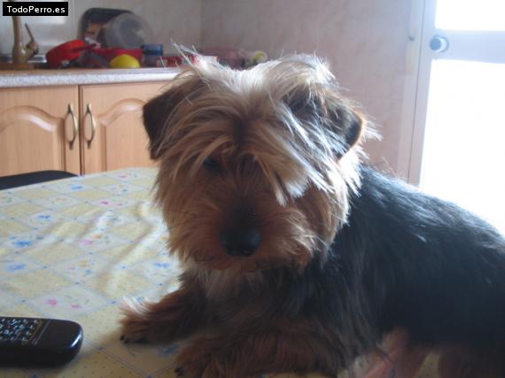 La foto del perro
