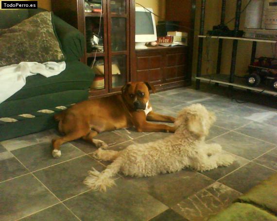 La foto del perro