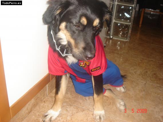 La foto del perro