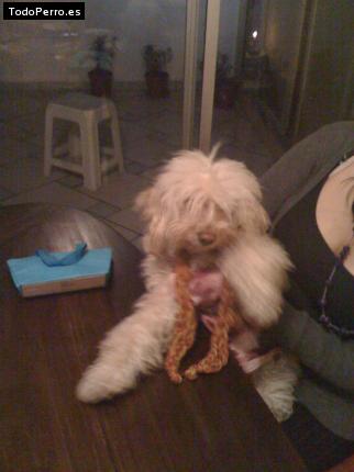 La foto del perro