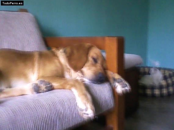 La foto del perro