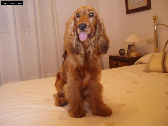 La foto del perro