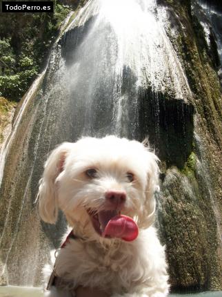 La foto del perro