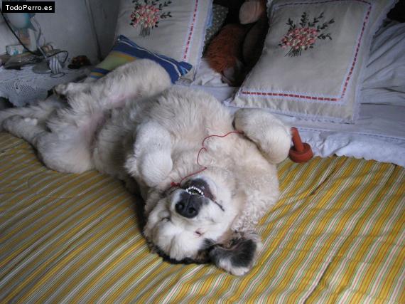 La foto del perro