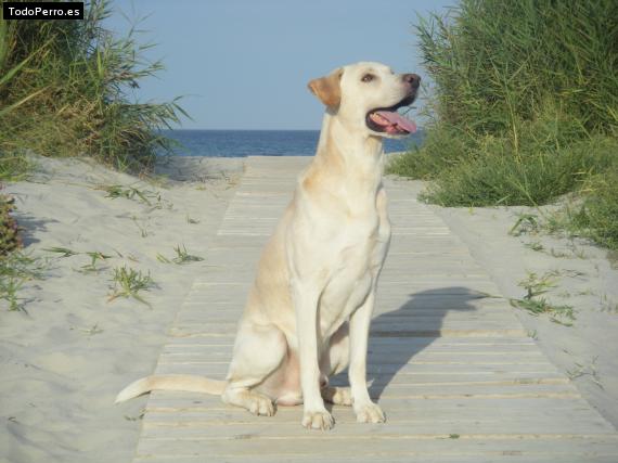 La foto del perro