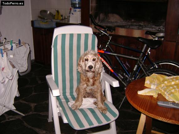 La foto del perro