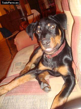 La foto del perro