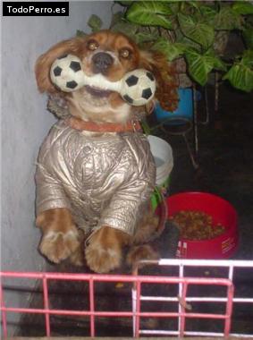 La foto del perro