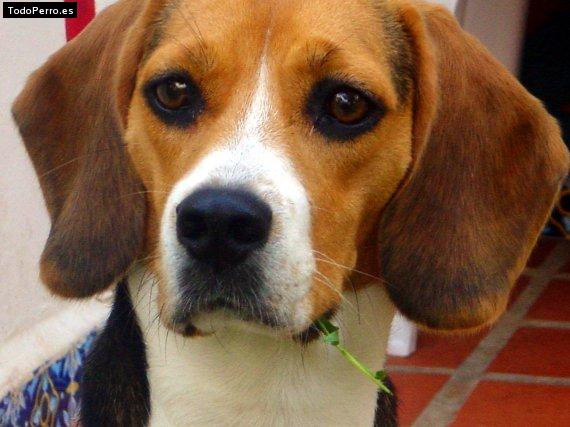 La foto del perro