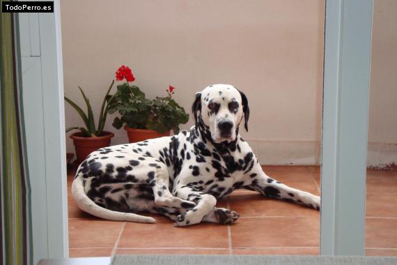 La foto del perro