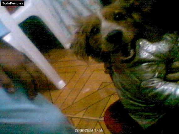 La foto del perro